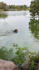 Dog Confuses Floating Stick for Snake