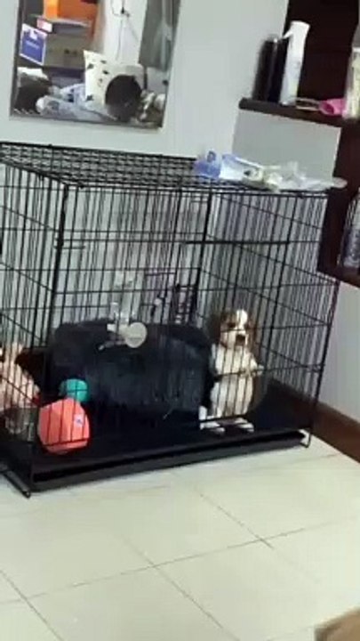 I kept my puppy in the cage