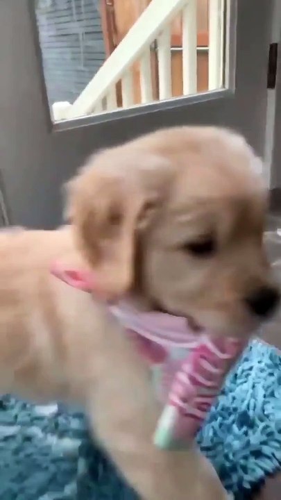 My puppy want to go outside