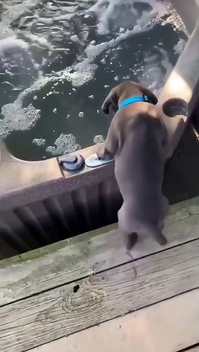 Oh my god my puppy fell down 
