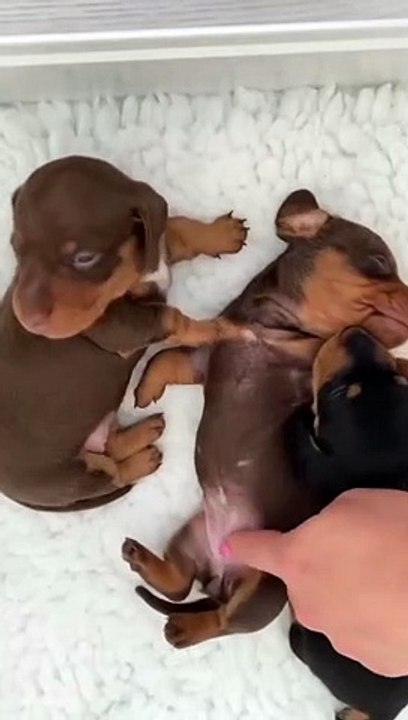 My puppy is wake-up me in the morning
