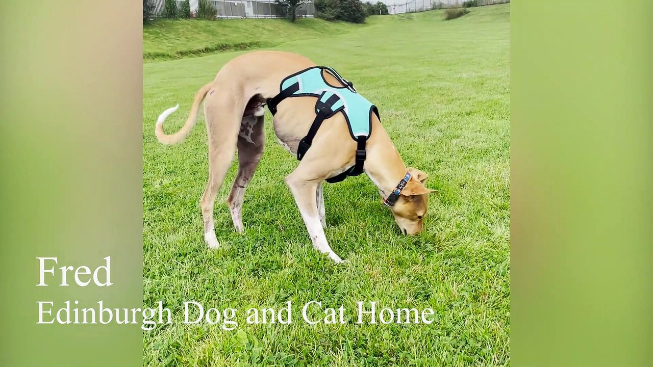 EDCH - Looking for a forever home - Fred