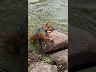 Dog Confuses Floating Stick for Snake