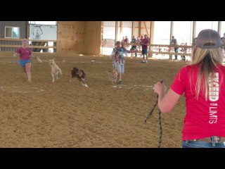 Dog Decides to Herd the Race Competition