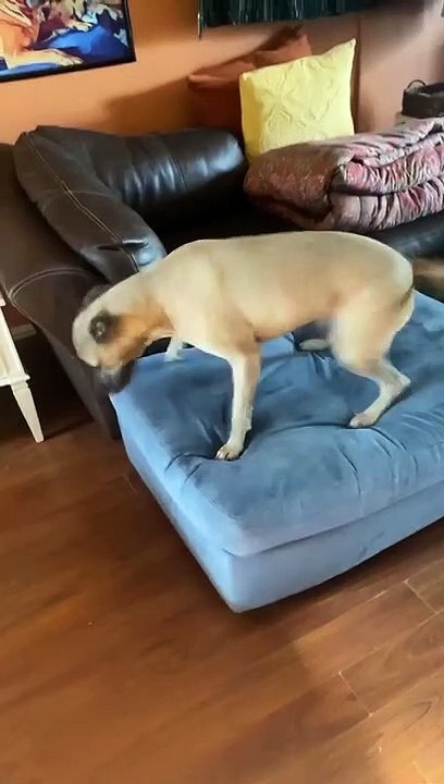 Pup's Post-Bath Wiggles