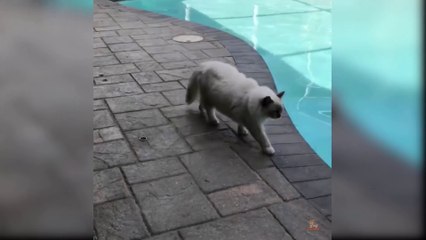 [FUNNY VIDEO] Try Not To Laugh Challenge - Funny Cat & Dog Vines compilation 2019