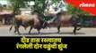 Viral - Bull Fight on Busy Road | Maharashtra | Lokmat News