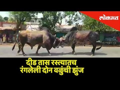 Viral - Bull Fight on Busy Road | Maharashtra | Lokmat News