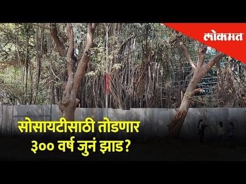 सोसायटीच्या बांधकामासाठी ३०० वर्ष जुन्या झाडावर कुऱ्हाड | Thane | Lokmat News