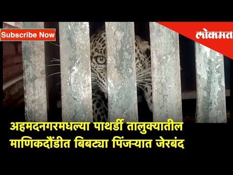 अहमदनगरमधल्या पाथर्डी तालुक्यातील माणिकदौंडीत बिबट्या पिंजऱ्यात जेरबंद
