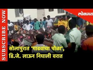 सोलापुरात 'गाढवांचा पोळा' | डि.जे. लाऊन निघाली वरात | Lokmat News