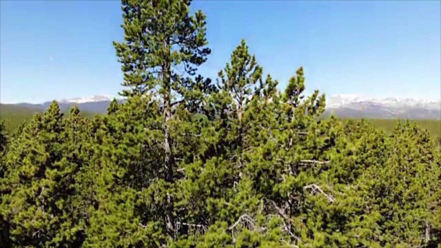 Yellowstone National Park Sets New Visitor Record in August With Nearly 1 Million People