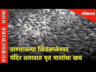 ठाण्यातल्या खिडकाळेश्वर मंदिर तलावात मृत माशांचा खच | Thane | Lokmat News
