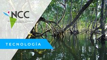 Los escasos manglares de Miami son protegidos por sus habitantes