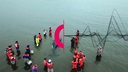 Baby killer whale rescued in Russia's Far East