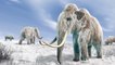 Scientists To Move Forward With Resurrection Of Woolly Mammoths