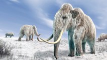 Scientists To Move Forward With Resurrection Of Woolly Mammoths