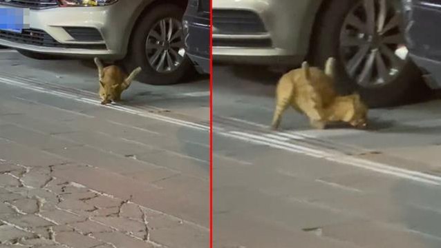 Bacakları ters kediyi görenler görenler gözlerine inanamıyor! Tecavüze uğrayınca ön ayakları havada kaldı