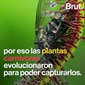 ¿Cómo funcionan las plantas carnívoras?