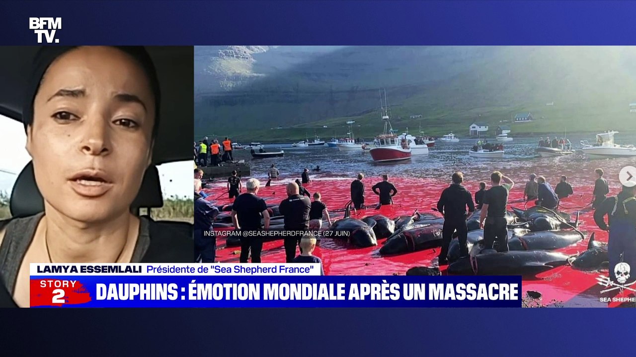 Story 5 : Dauphins, émotion mondiale après un massacre - 16/09