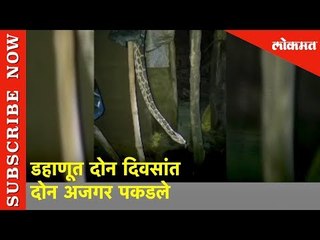 डहाणूत दोन दिवसांत दोन अजगर पकडले | Pythons found in Dahanu Road | Lokmat News