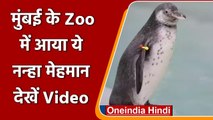 Mumbai: Byculla Zoo में आया नन्हा मेहमान, पर्यटक हुए खुश | वनइंडिया हिंदी