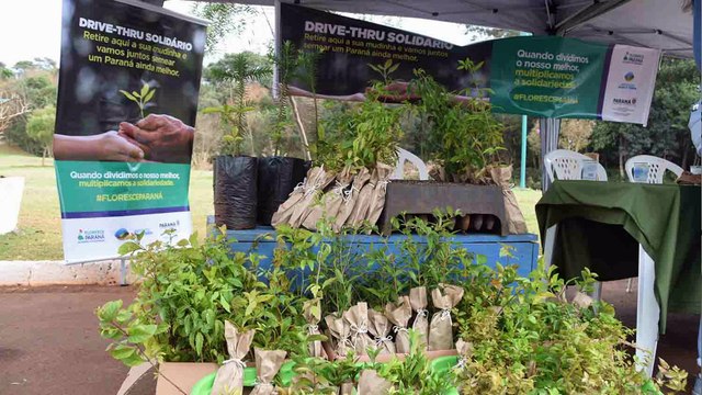 IAT distribui mudas nativas em Ivaiporã em troca de doações