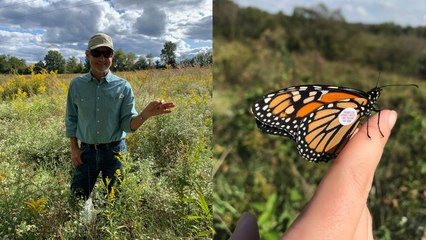 Monarch Butterfly Tagged in Kentucky Shows Up 1,600 Miles Away