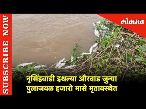 कोल्हापुरातल्या नृसिंहवाडी इथल्या औरवाड जुन्या पुलाजवळ हजारो मासे मृतावस्थेत | Lokmat News