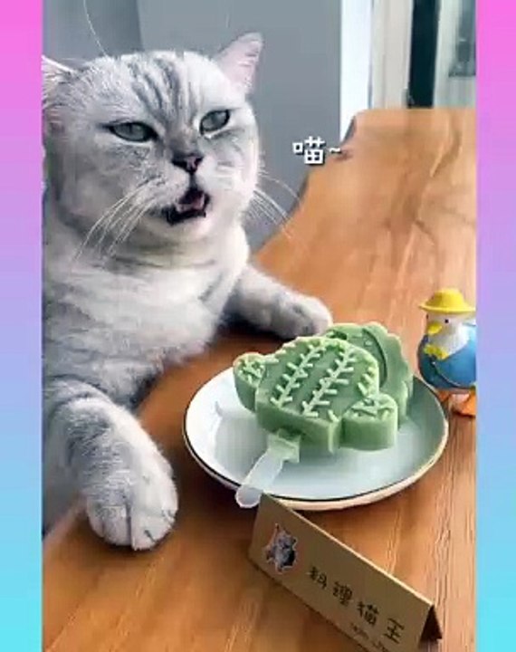 07_ Cute and Funny Cat Videos Compilation _- short ( 1350 X 1080 )