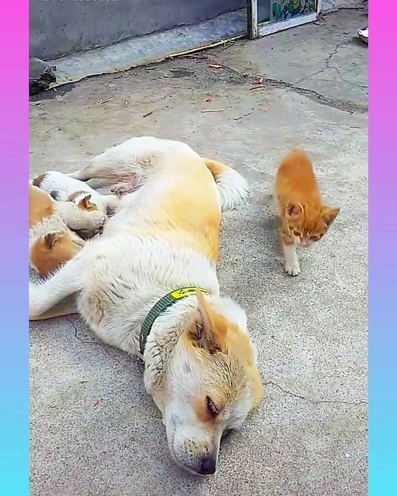 19_Cute and Funny Dog Videos Compilation_- short ( 1360 X 1088 )