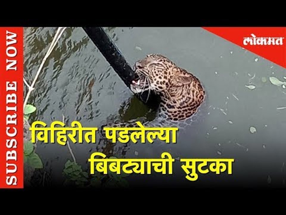 पुण्याच्या शिरूर तालुक्यातील एका विहिरीत पडला होता बिबट्या | Lokmat News
