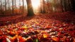Relaxing forest sounds for meditation _ Peaceful forest sound effects _ A walk through the forest