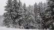 Sound of Snow and Wind Breeze _ Falling Snow in Forest _ Snow howling sounds in forest