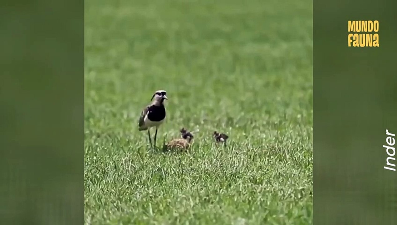 Ave pone sus huevos en una cancha deportiva y deciden cerrarla para proteger a los polluelos