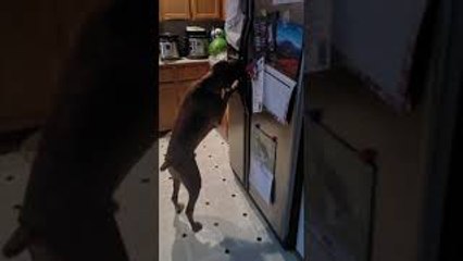 Walter the Boxer Drinks from the Fridge