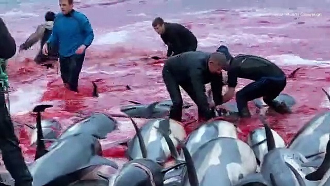 Horrifying new video the sea turning red with blood as Faroe Islanders slaughtered 1,438 dolphins