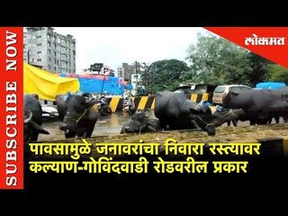 पावसामुळे जनावरांचा निवारा रस्त्यावर  | Buffaloes on Kalyan Road | Maharashtra