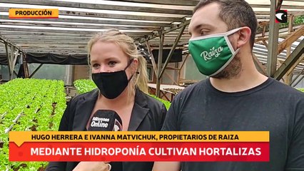Mediante hidroponía cultivan hortalizas