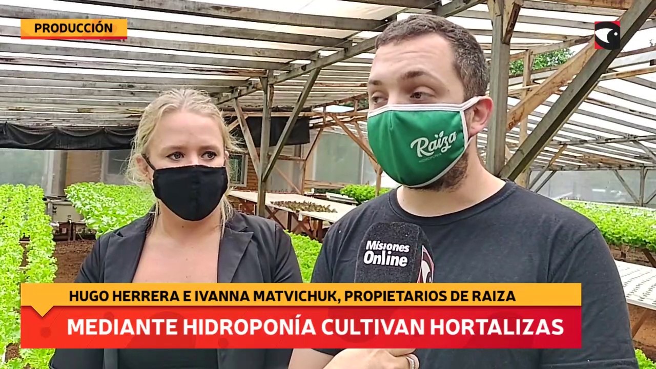 Mediante  hidroponía cultivan hortalizas