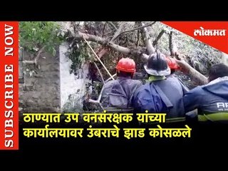 ठाण्यात उप वनसंरक्षकाच्या कार्यालयावर उंबराचे झाड कोसळले | Thane | Lokmat