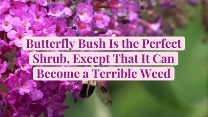 Butterfly Bush Is the Perfect Shrub, Except That It Can Become a Terrible Weed