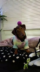 Oz the Mini Dachshund and his Magic Pom Pom