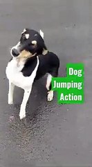 #shorts_||_super_action_Dog_jumping_high..._(360p)