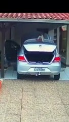 Animais - Mundo animal