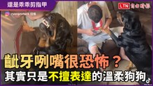 狗狗動不動齜牙咧嘴看起來很生氣像惡魔？飼主：「誤會大了」