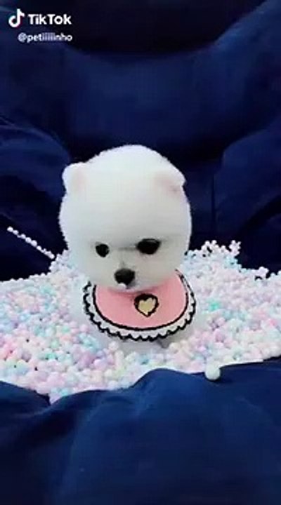 anjing_kecil_yang_sangat_lucu