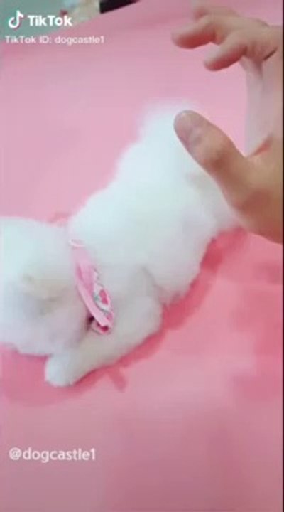 anjing_kecil_lucu(360p)