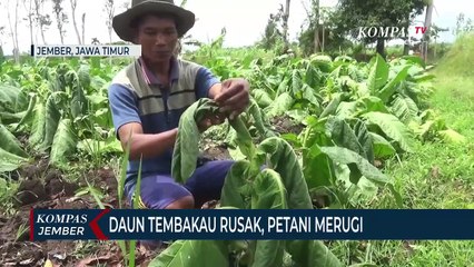 Kemarau Basah Berkepanjangan, Petani Tembakau Kasturi Gagal Panen