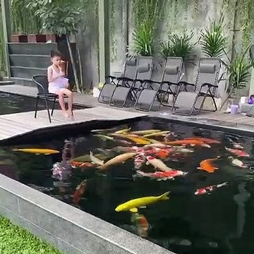 Bata Feeding Sa Koi Fish
